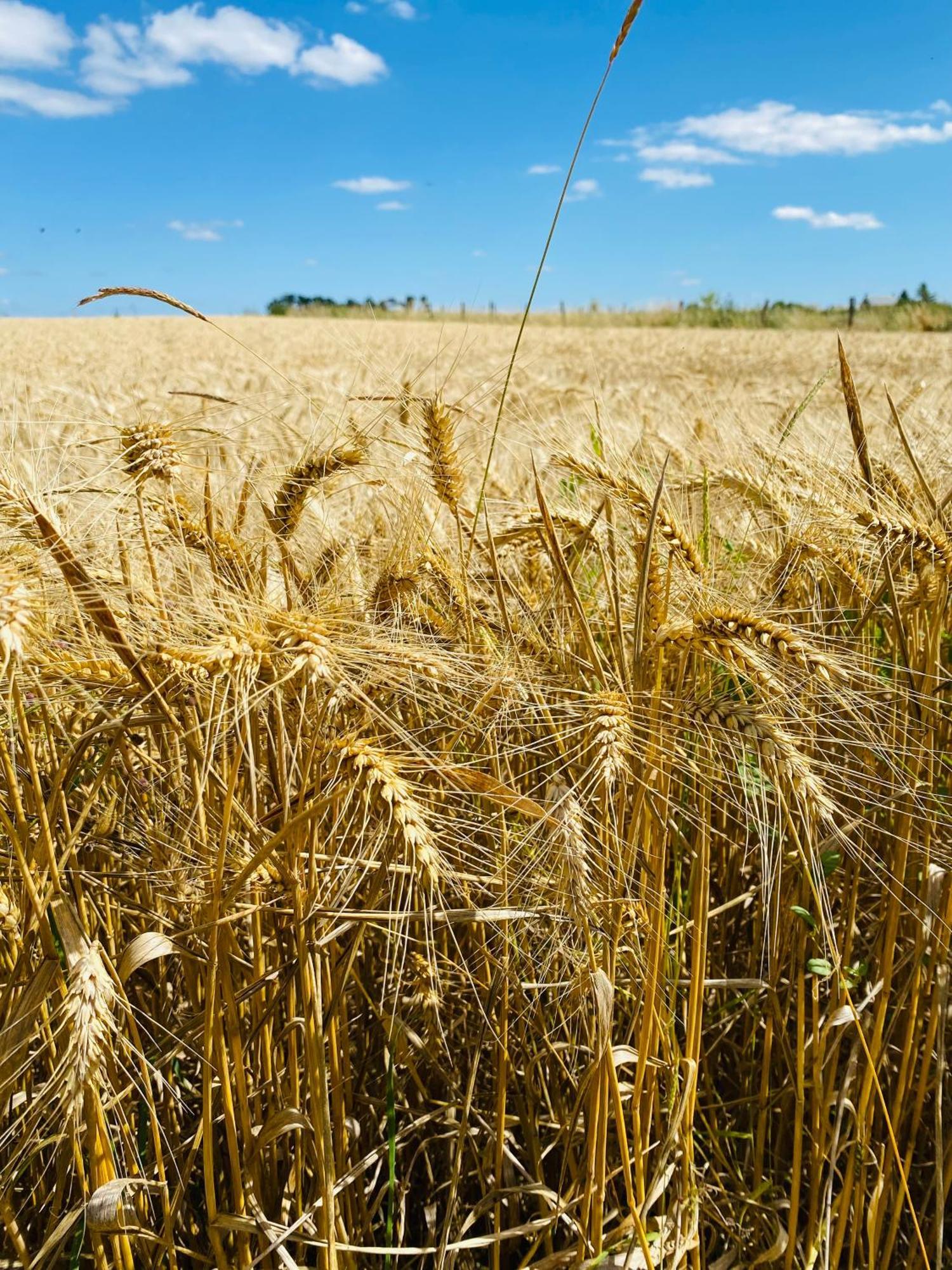 L'Ecrin De Verdure Ligre Bagian luar foto